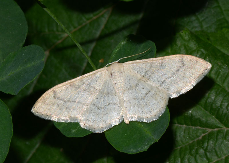 Geometridae da determinare